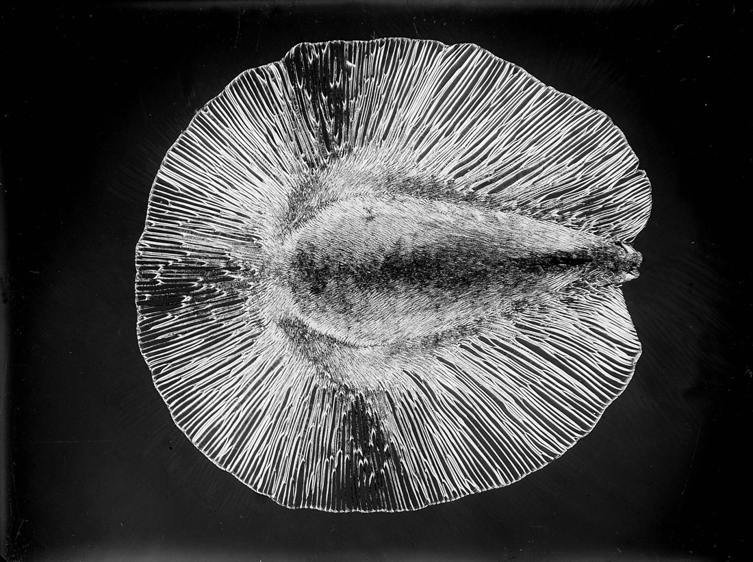 Photomicrographie. "Micrographie", par Laure Albin Guillot, annÈes 1930.